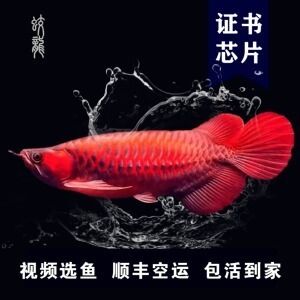 純血紅龍魚苗的日光燈和紅光的搭配使用方法：純血紅龍魚苗打日光燈和紅光的使用方法是什么 龍魚百科 第1張