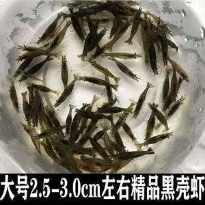 龍魚(yú)喂食飼料還是蝦好，成年龍魚(yú)喂食飼料還是蝦好：幼年龍魚(yú)喂食飼料還是蝦好，成年龍魚(yú)喂食飼料還是蝦好