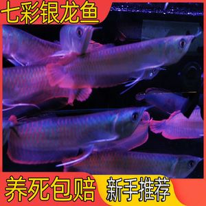 挑選金龍魚幼苗需要注意以下幾個(gè)方面：金龍魚幼苗需要注意：如何挑選金龍魚幼苗