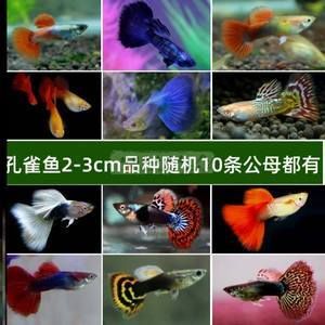 觀賞魚藍龍魚怎么養(yǎng)好看觀賞魚藍龍魚飼養(yǎng)方法：藍龍魚飼養(yǎng)方法根據(jù)搜索結(jié)果整理的藍龍魚飼養(yǎng)方法