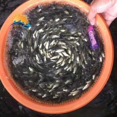 龍魚(yú)喂食草魚(yú)苗給龍魚(yú)好嗎龍魚(yú)喂草魚(yú)苗好嗎：龍魚(yú)喂食草魚(yú)苗好嗎