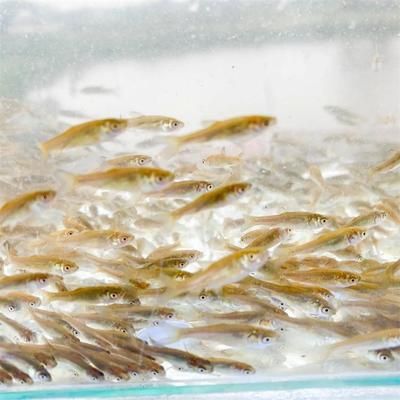 龍魚(yú)喂食草魚(yú)苗給龍魚(yú)好嗎龍魚(yú)喂草魚(yú)苗好嗎：龍魚(yú)喂食草魚(yú)苗好嗎