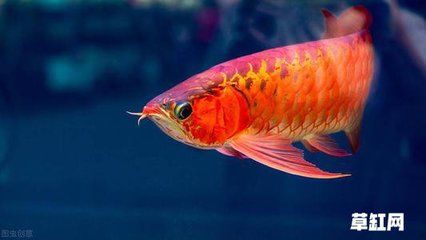 龍魚比龍魚還要貴的魚是什么魚？：比龍魚還要貴的魚是什么魚？ 龍魚百科 第2張