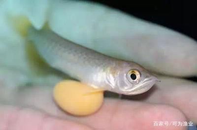 龍魚眼球變白突出來，：龍魚眼球變白怎么辦 龍魚百科 第3張