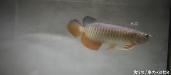 賣(mài)金龍魚(yú)的賺錢(qián)可能性并不樂(lè)觀，金龍魚(yú)的賺錢(qián)可能性并不樂(lè)觀：賣(mài)金龍魚(yú)好嗎賺錢(qián)嗎 龍魚(yú)百科 第3張