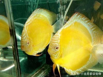 七彩燕魚(yú)能和龍魚(yú)混養(yǎng)嗎：七彩燕魚(yú)能與龍魚(yú)混養(yǎng)嗎七彩燕魚(yú)能與龍魚(yú)混養(yǎng)嗎 龍魚(yú)百科 第1張