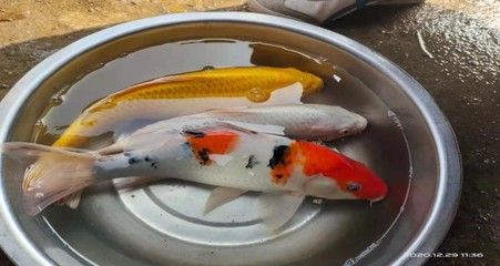 觀賞魚龍魚批發(fā)市場的相關(guān)信息：關(guān)于觀賞魚龍魚批發(fā)市場以下是一些相關(guān)信息僅供參考