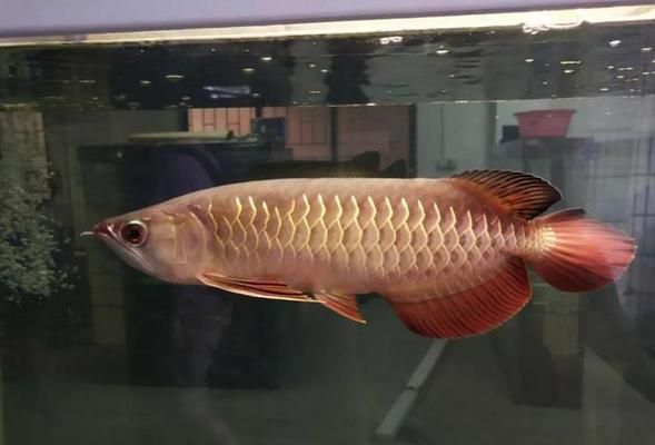 龍魚發(fā)色用什么燈好，龍魚發(fā)色用什么燈好一點(diǎn)：龍魚發(fā)色燈光選擇指南