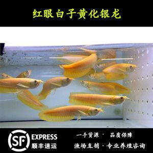 紅眼白子招財(cái)龍魚跳缸嗎，：紅眼白子招財(cái)龍魚跳缸嗎紅眼白子招財(cái)龍魚跳缸嗎