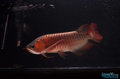 藍(lán)底紅龍魚(yú)和綠底紅龍魚(yú)的區(qū)別在哪里？：藍(lán)底紅龍魚(yú)和綠底紅龍魚(yú)的主要區(qū)別在于它們的鱗片底色