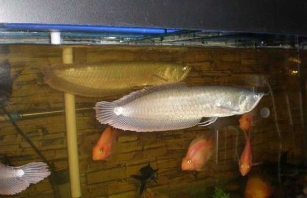 龍魚(yú)專用餌料的選擇建議：如何選擇龍魚(yú)專用餌料 龍魚(yú)百科 第2張