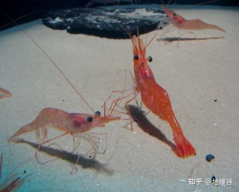 紅龍魚四大漁場排名第幾？：紅龍魚四大漁場具體排名，紅龍魚四大漁場排名第幾