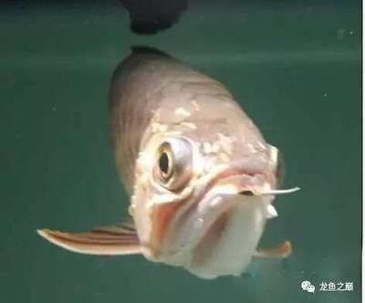 龍魚(yú)被小魚(yú)咬傷怎么辦：龍魚(yú)被小魚(yú)咬了怎么辦，龍魚(yú)被小魚(yú)咬傷后怎么處理