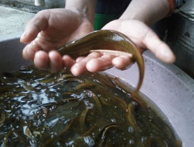 喂食龍魚活泥鰍怎么消毒龍魚活泥鰍消毒處理方法：喂食龍魚活泥鰍怎么消毒呢