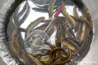 喂食龍魚活泥鰍怎么消毒龍魚活泥鰍消毒處理方法：喂食龍魚活泥鰍怎么消毒呢 龍魚百科 第3張