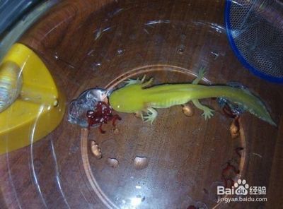 龍魚死亡后還能繼續(xù)養(yǎng)嗎？：探討龍魚死亡后是否還能繼續(xù)養(yǎng)護龍魚死亡的具體原因