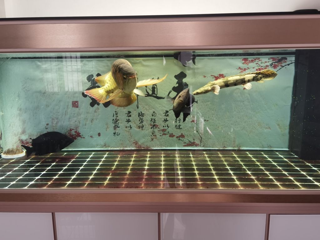 龍魚眼睛白內(nèi)障怎么治療龍魚眼睛白內(nèi)障怎么治療：龍魚眼睛出現(xiàn)白內(nèi)障怎么治療龍魚眼睛白內(nèi)障怎么治療 觀賞魚論壇