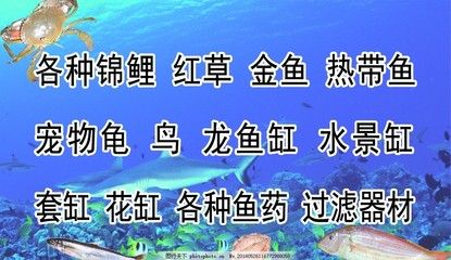 龍魚缸過濾器材擺放方法：龍魚缸過濾器材怎么擺放