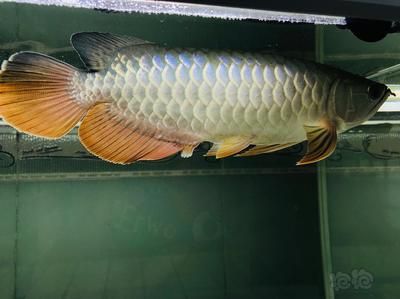 新手入手龍魚的適宜尺寸是多大：新手入手龍魚的適宜尺寸 龍魚百科 第2張