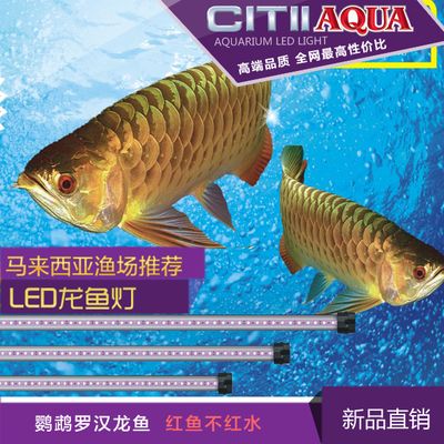 龍魚燈用什么顏色的燈光，龍魚燈用什么顏色的燈光好：龍魚燈用什么顏色的燈光 龍魚百科 第2張