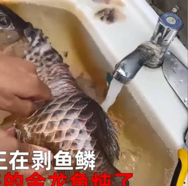 金龍魚不吃不動不動不動不動怎么回事？：金龍魚不吃不動可能是由於多種原因引起的