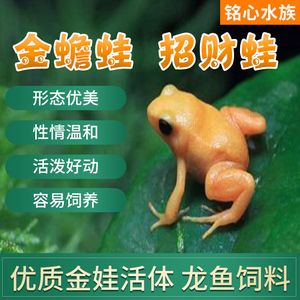 龍魚吃金蛙會導(dǎo)致哪些壞處，：龍魚吃金蛙會導(dǎo)致哪些壞處龍魚吃金蛙會導(dǎo)致哪些壞處 龍魚百科 第2張