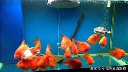 菠蘿魚(yú)能和什么魚(yú)混養(yǎng)嗎菠蘿魚(yú)能和龍魚(yú)混養(yǎng)嗎：菠蘿魚(yú)可以和什么魚(yú)混養(yǎng)