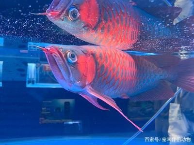 紅龍魚和七彩神仙魚的混養(yǎng)在某些條件下是可能的：紅龍魚和七彩神仙魚混養(yǎng)在什么條件下可以成功？ 龍魚百科 第1張