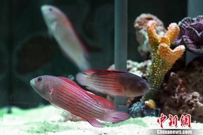 紅龍魚和七彩神仙魚的混養(yǎng)在某些條件下是可能的：紅龍魚和七彩神仙魚混養(yǎng)在什么條件下可以成功？ 龍魚百科 第3張