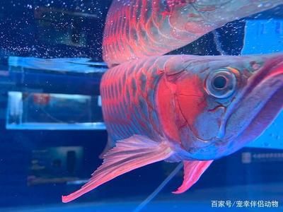 紅龍魚和七彩神仙魚的混養(yǎng)在某些條件下是可能的：紅龍魚和七彩神仙魚混養(yǎng)在什么條件下可以成功？ 龍魚百科 第2張