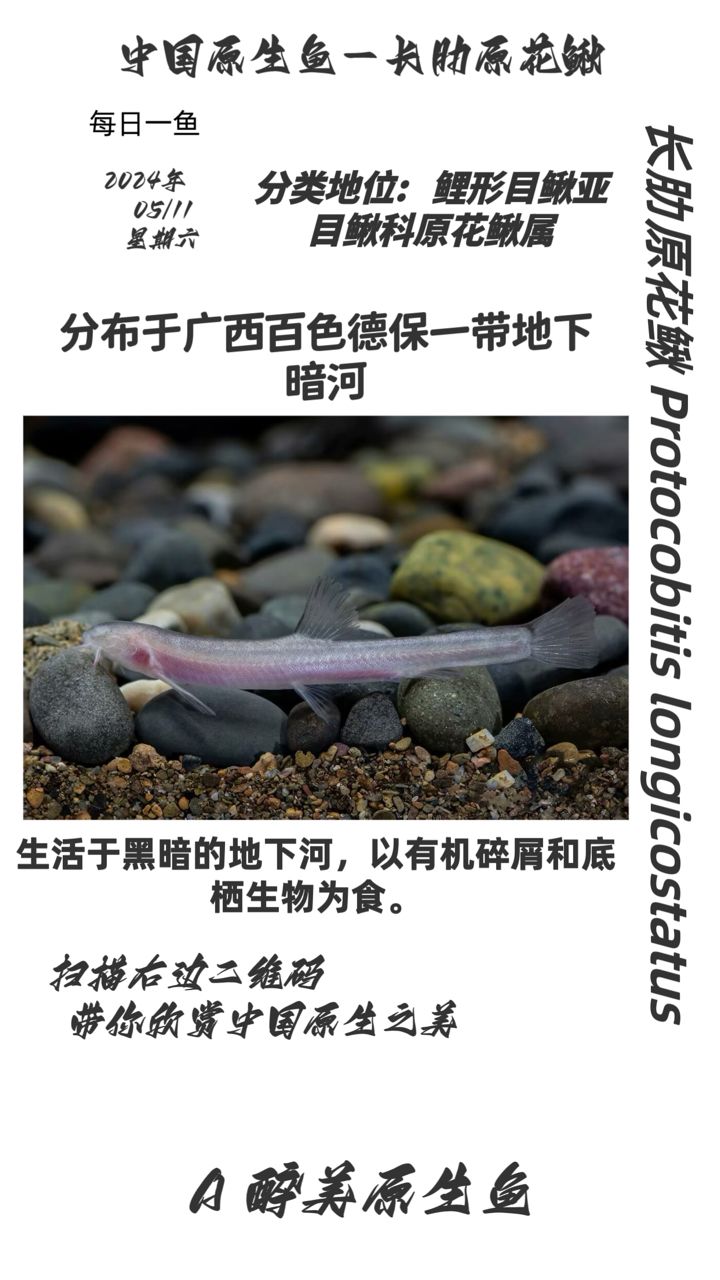 地下城與勇士的戰(zhàn)斗力：公平濤哥評(píng)論：啥 觀賞魚論壇