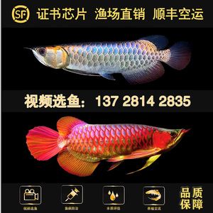 金龍魚能空運(yùn)嗎多少錢，：金龍魚能空運(yùn)嗎 龍魚百科 第3張