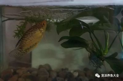 紅曼龍魚的成年體長是多少？：紅曼龍魚的性別對于繁殖和飼養(yǎng)者需要注意以下幾點 龍魚百科 第1張