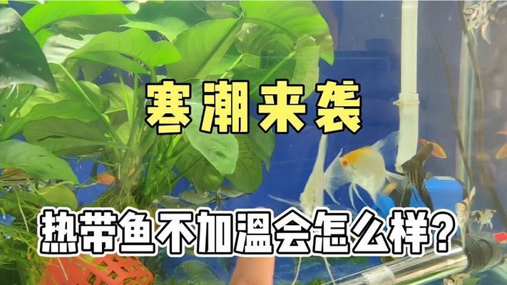 淮南龍魚火鍋的相關(guān)信息搜索結(jié)果中有關(guān)于龍魚火鍋的信息：淮南龍魚火鍋怎么樣