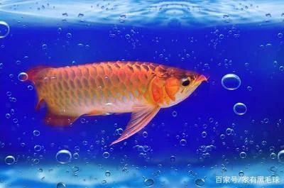 龍魚燈光照射的最佳時(shí)間通常被認(rèn)為是10-12小時(shí)：龍魚燈光照射最佳時(shí)間通常被認(rèn)為是10-12小時(shí)