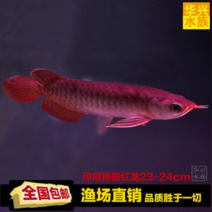 印尼紅龍魚的價(jià)格因多種因素而異：印尼紅龍魚大概多少錢一條印尼紅龍魚價(jià)格因素而異