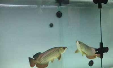 龍魚(yú)新入缸頻繁張嘴怎么辦龍魚(yú)新入缸頻繁張嘴怎么辦：龍魚(yú)新入缸頻繁張嘴怎么辦,