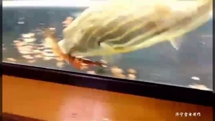 斑馬狗頭魚和雷龍魚適合混養(yǎng)嗎？：斑馬狗頭魚和雷龍魚可以混養(yǎng)嗎？ 龍魚百科 第1張