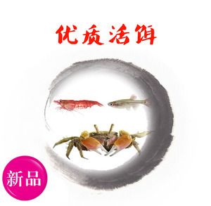 斑馬狗頭魚和雷龍魚適合混養(yǎng)嗎？：斑馬狗頭魚和雷龍魚可以混養(yǎng)嗎？ 龍魚百科 第3張