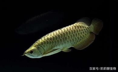 喜歡龍魚的人越來越多了，為什么喜歡龍魚的人越來越多了：為什么喜歡龍魚的人越來越多 龍魚百科 第2張