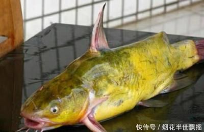 龍魚眼瞎了怎么進(jìn)食？：龍魚眼瞎了怎么進(jìn)食解決方案龍魚掉眼的原因之一是生活環(huán)境的變化 龍魚百科 第3張