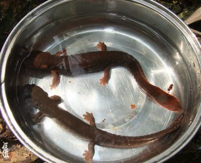 養(yǎng)活小龍魚觀賞魚需要注意以下幾個(gè)方面：小龍魚的養(yǎng)殖需要注意：養(yǎng)護(hù)小龍魚，小龍魚觀賞魚怎么養(yǎng)活 龍魚百科 第1張