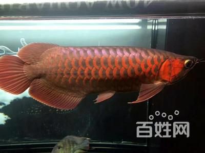 金龍魚是可以空運的，但需要注意的是，：金龍魚可以空運嗎？ 龍魚百科