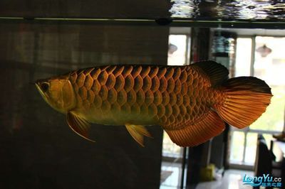 龍魚(yú)美圖合集：非洲龍魚(yú)美圖合集，非洲龍魚(yú)相對(duì)較少見(jiàn)：龍魚(yú)美圖合集 龍魚(yú)百科 第3張