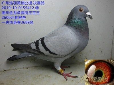 廣東金龍魚賽鴿的詳細信息：廣東金龍魚賽鴿的實力和風采：關于廣東金龍魚賽鴿的一些詳細信息