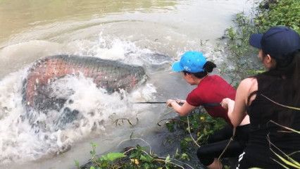 龍魚可以一直喂蝦嗎，需要注意什么：龍魚可以一直喂蝦嗎 龍魚百科 第2張