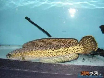 最貴的雷龍魚品種有哪些？：最貴的雷龍魚品種 龍魚百科 第2張