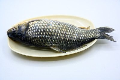 龍魚是否可以吃鯽魚？：龍魚可以吃鯽魚嗎 龍魚百科 第1張