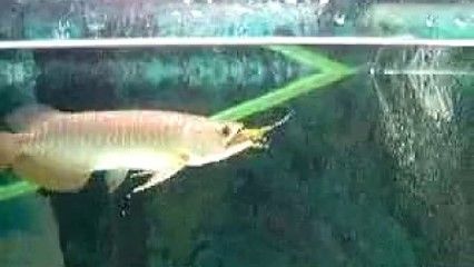 喂食金龍魚(yú)螞蚱是一種可行的選擇但需要注意些事項(xiàng)：喂食螞蚱給金龍魚(yú)在技術(shù)上是可行的 龍魚(yú)百科 第1張