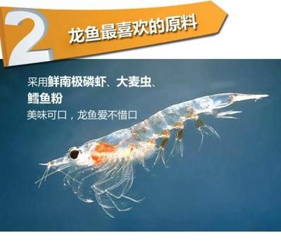 龍魚魚食小蝦的注意事項(xiàng)：喂食龍魚小蝦時(shí)，需要注意以下幾點(diǎn)